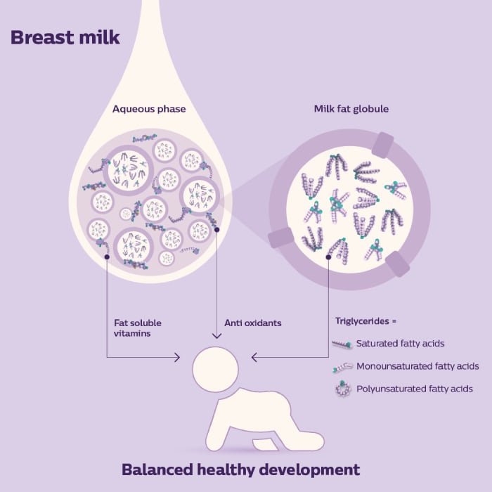 Breast milk lipids, intestinal health Philips